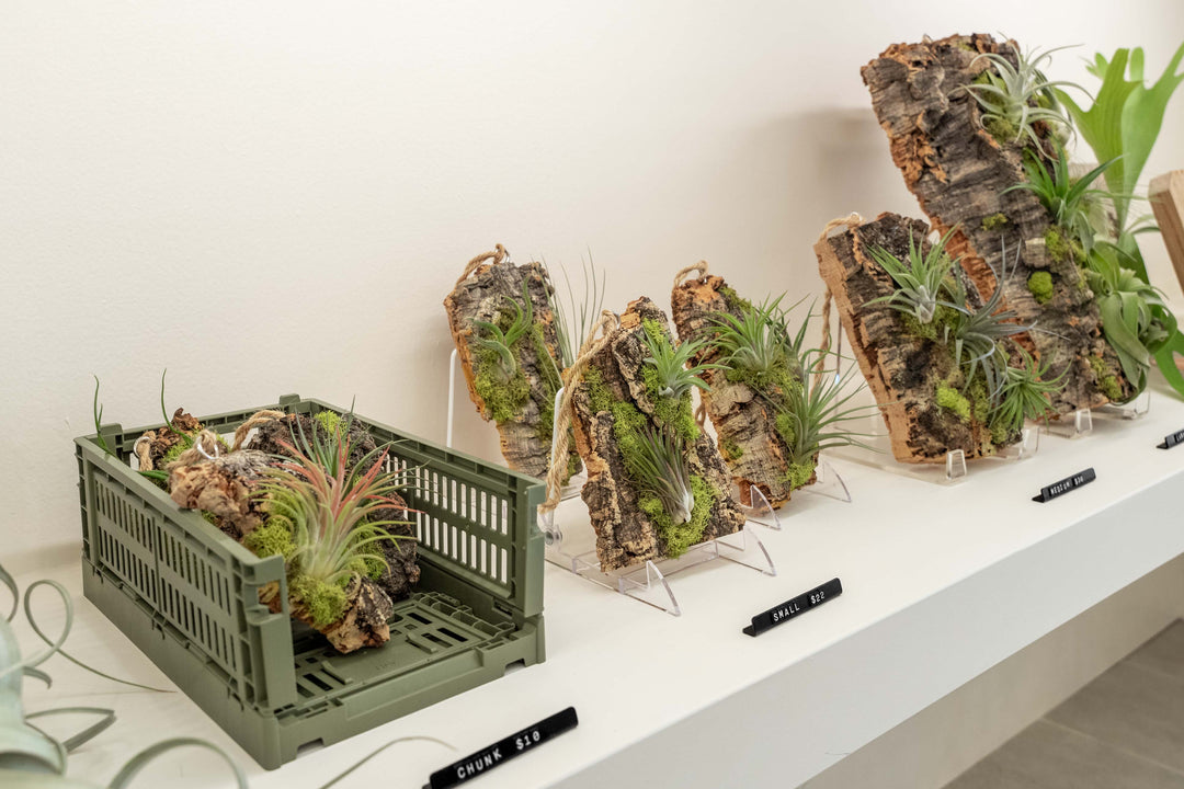 air plant shop boutique how to merchandise wholesale
