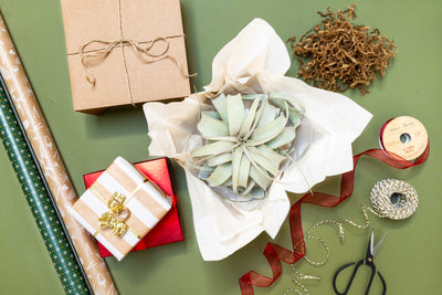 Air Plant Shop's 2023 Holiday Gift List