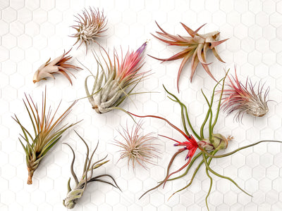 Caring for a Blooming Air Plant