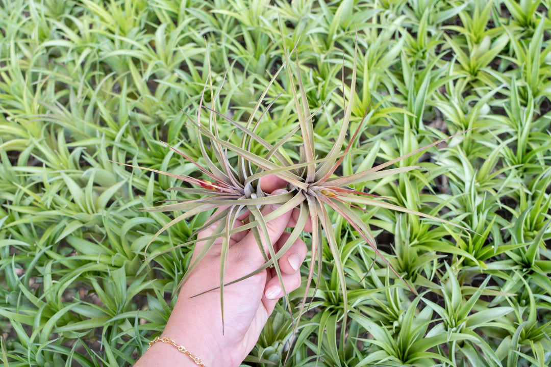 tillandsia air plant concolor