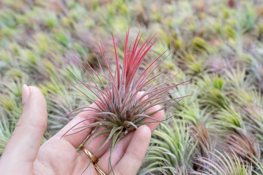 air plant tillandsia ionantha guatemala