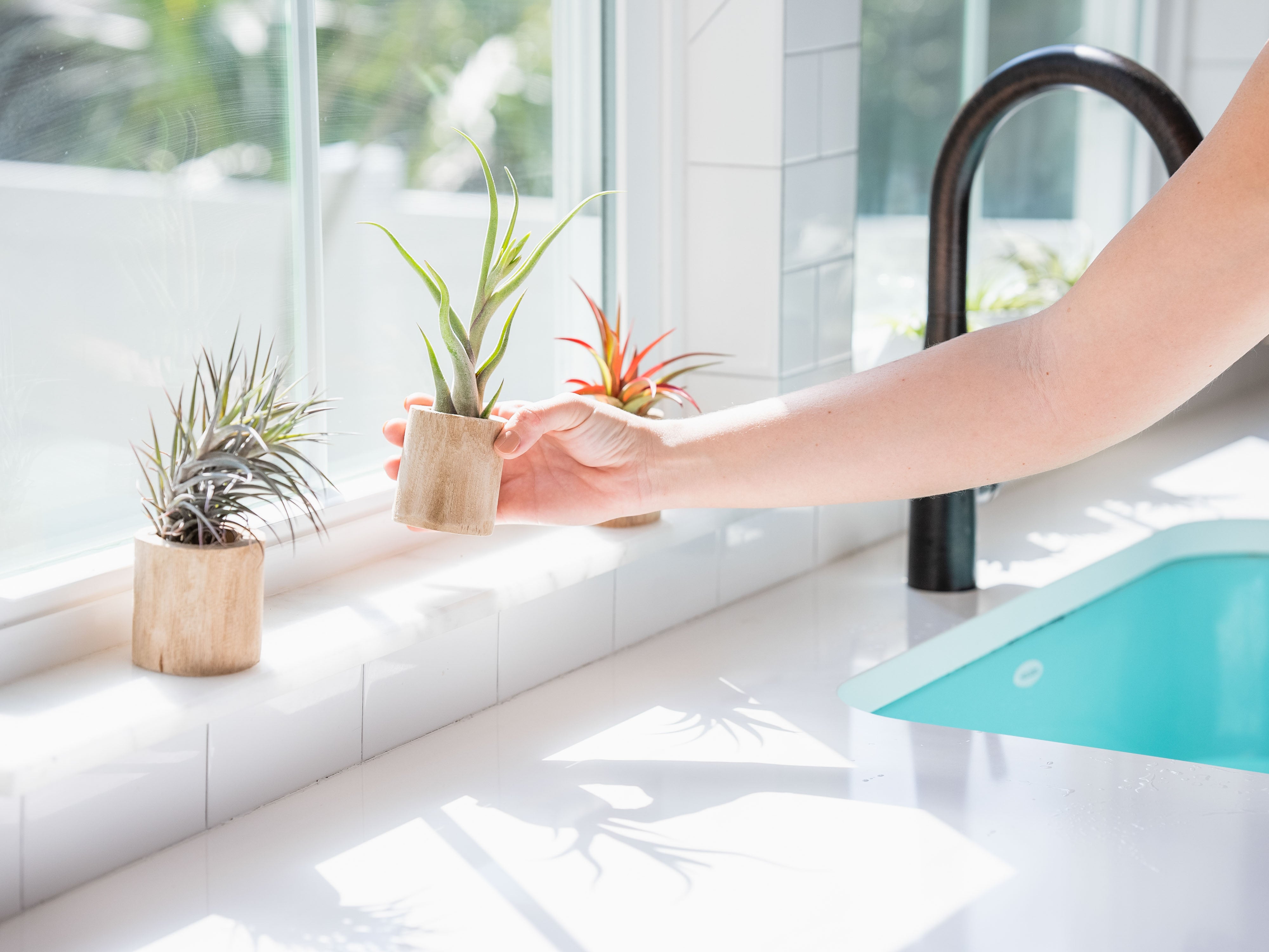 10 Bathroom Plants That Absorb Moisture and Freshen Up the Air