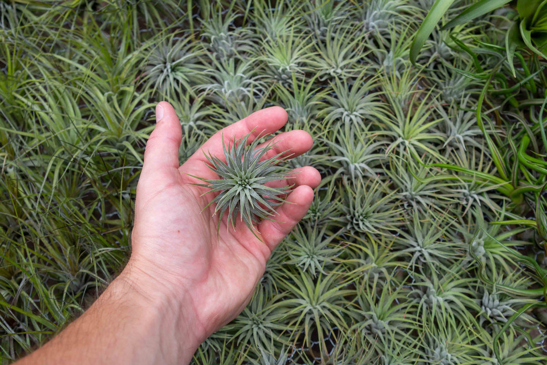 hundreds of tillandsia ionantha air plants