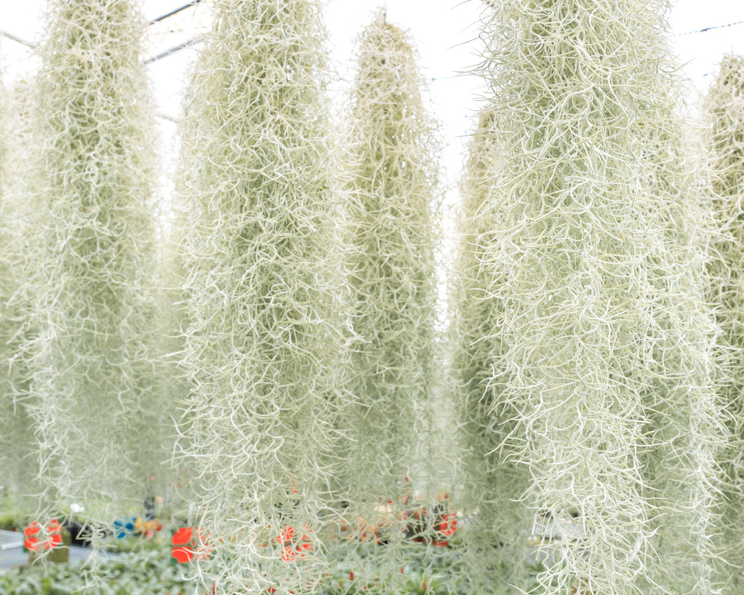 tillandsia Usneiodes spanish moss air plant