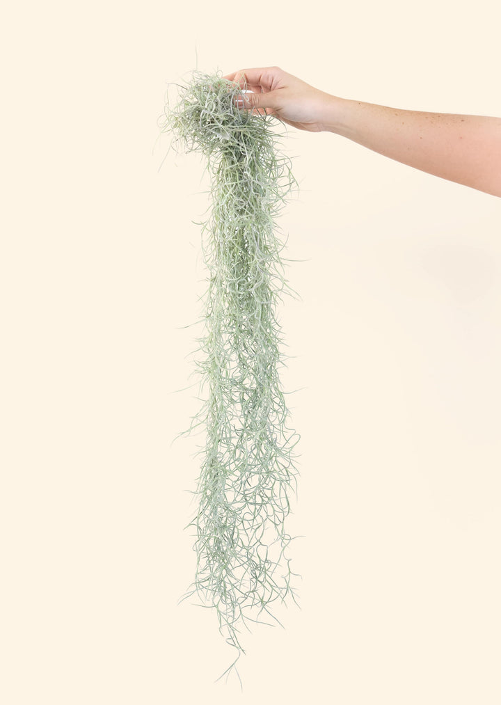 3 Colombia Thick Spanish Moss Clumps for $25