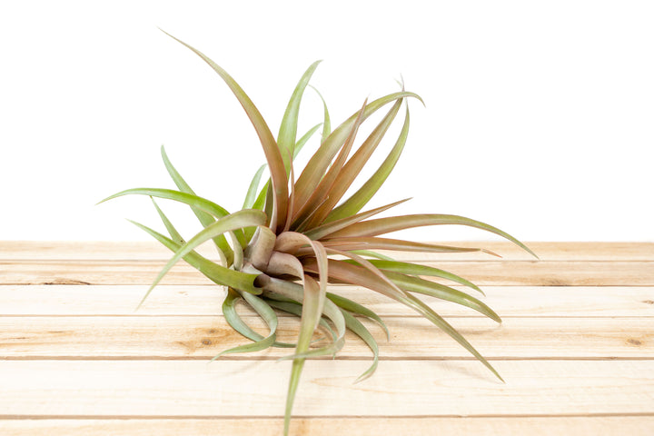 $15 Overstock Special - Tillandsia XL Capitata Red Air Plant