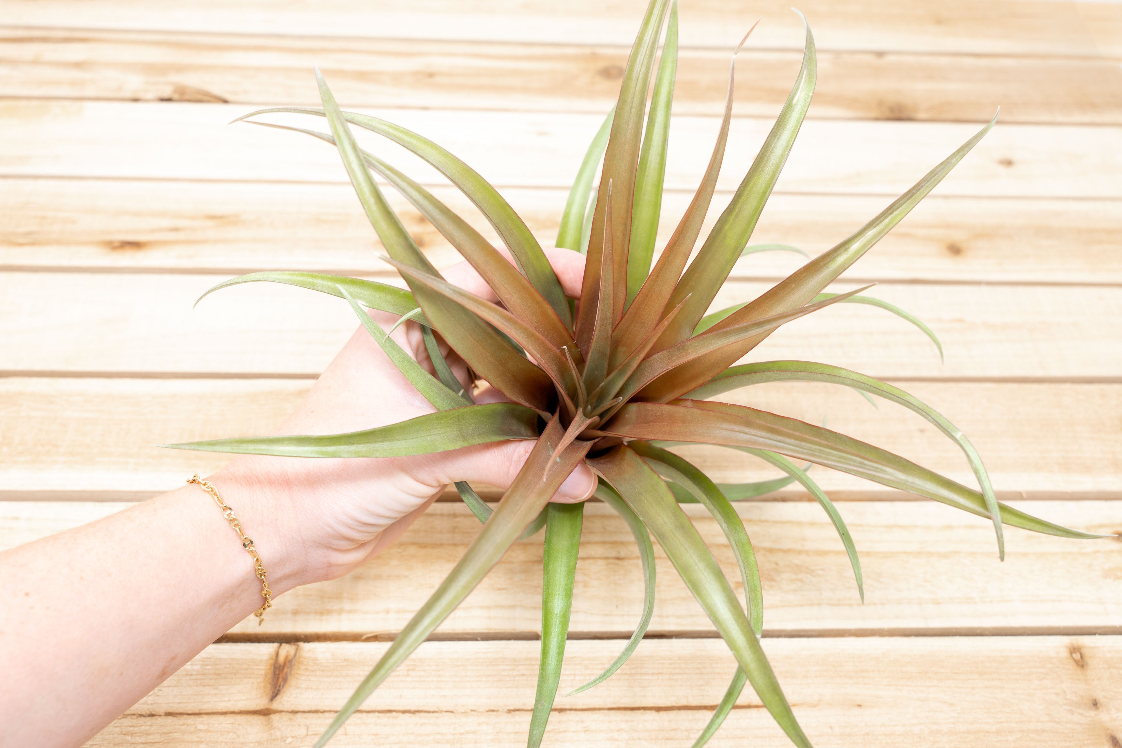Tillandsia Capitata Red Air Plants – Air Plant Shop