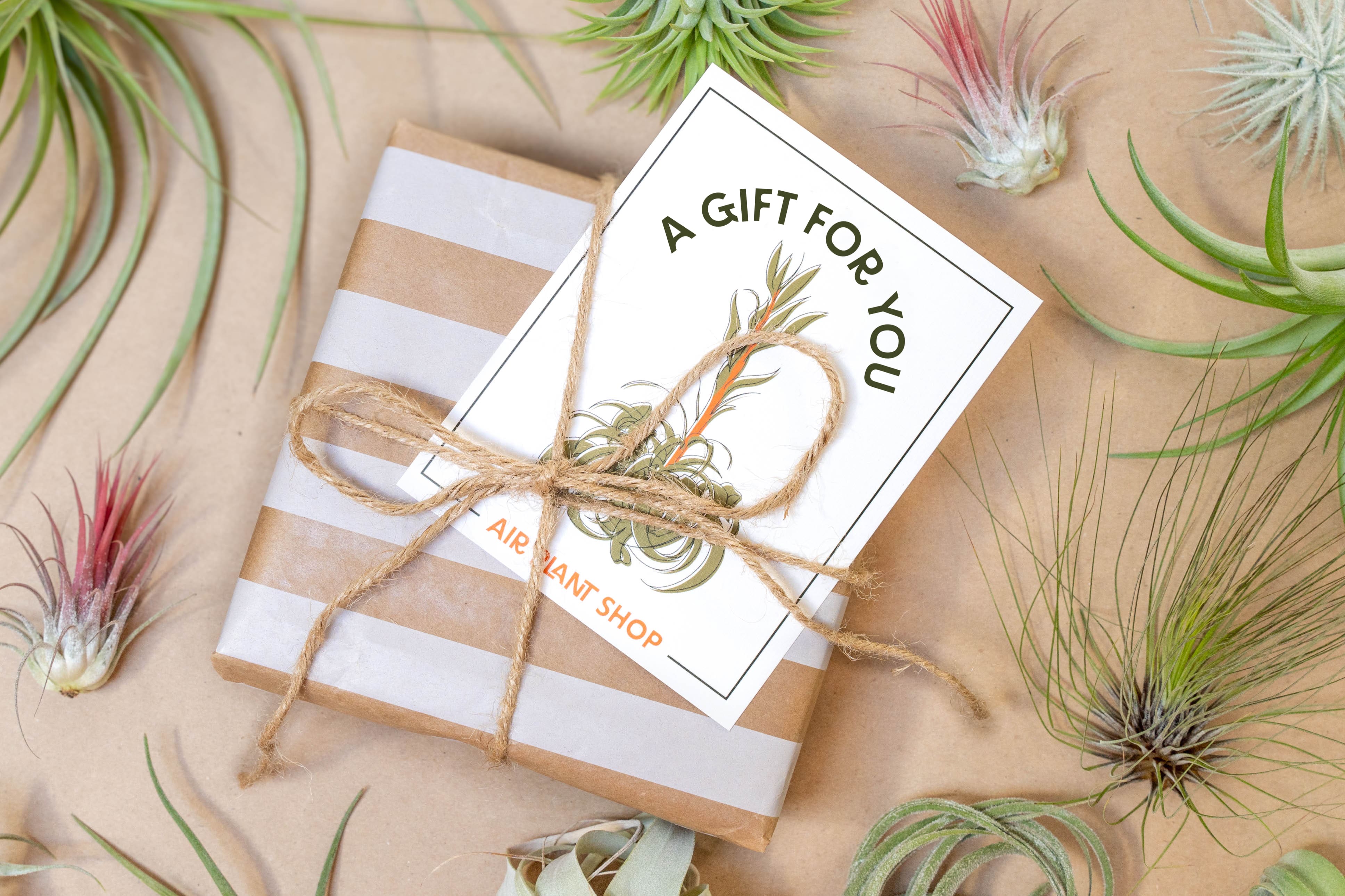 air plant gift delivery Blooming Xerographica Illustration Gift & Thank You Cards – Air Plant Shop