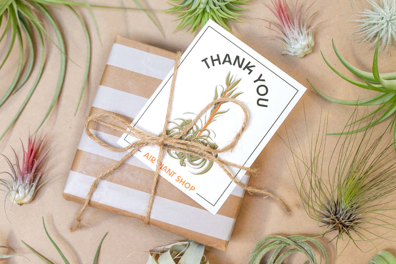Wholesale: Blooming Xerographica Illustration Gift & Thank You Cards [Min Order 12]