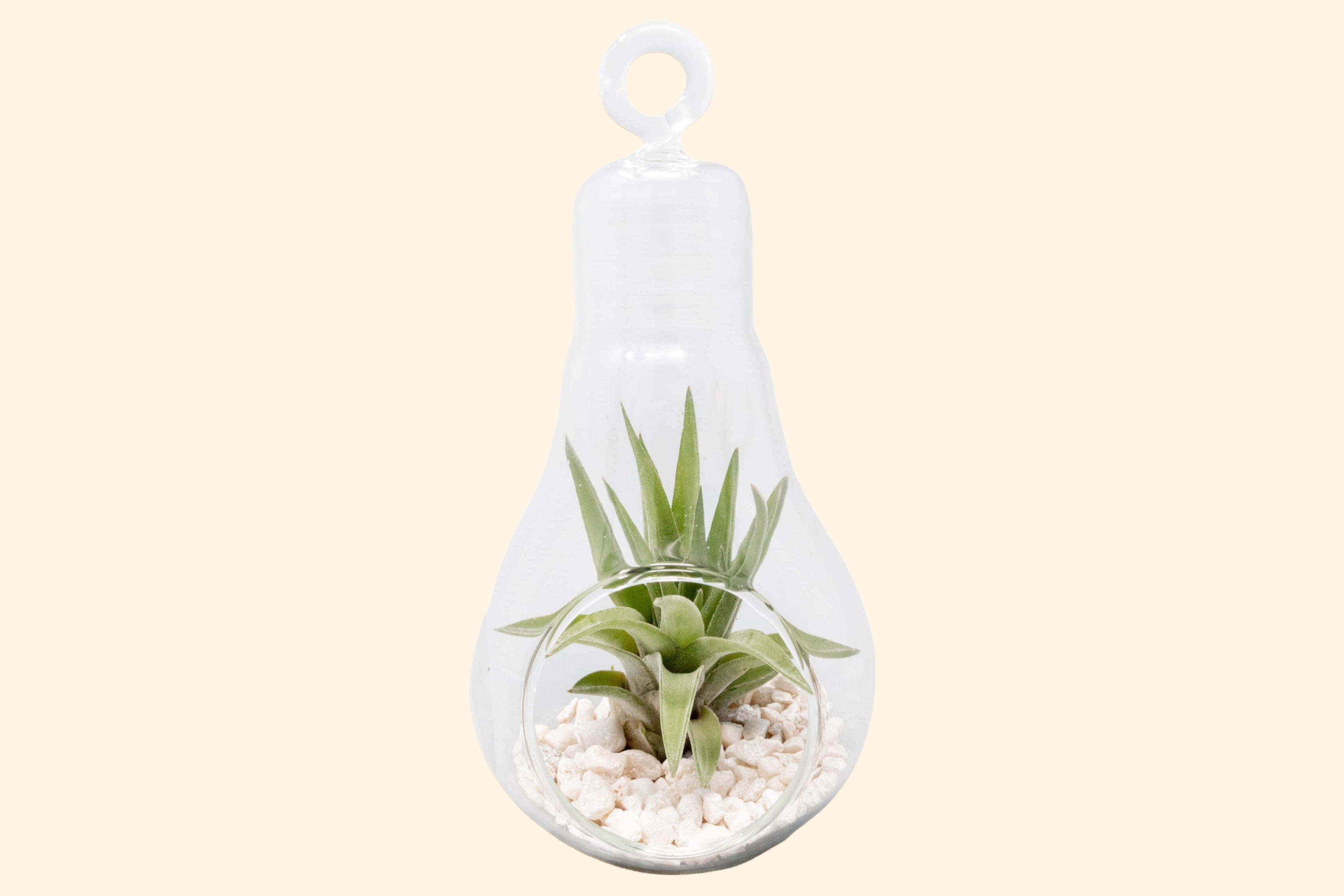 air plant light Hanging Light Bulb Terrarium with Crushed White Stones and Tillandsia Air Plant