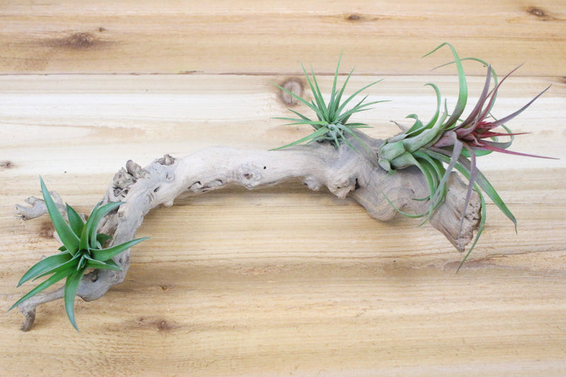 grapevine wood with assorted tillandsia air plants