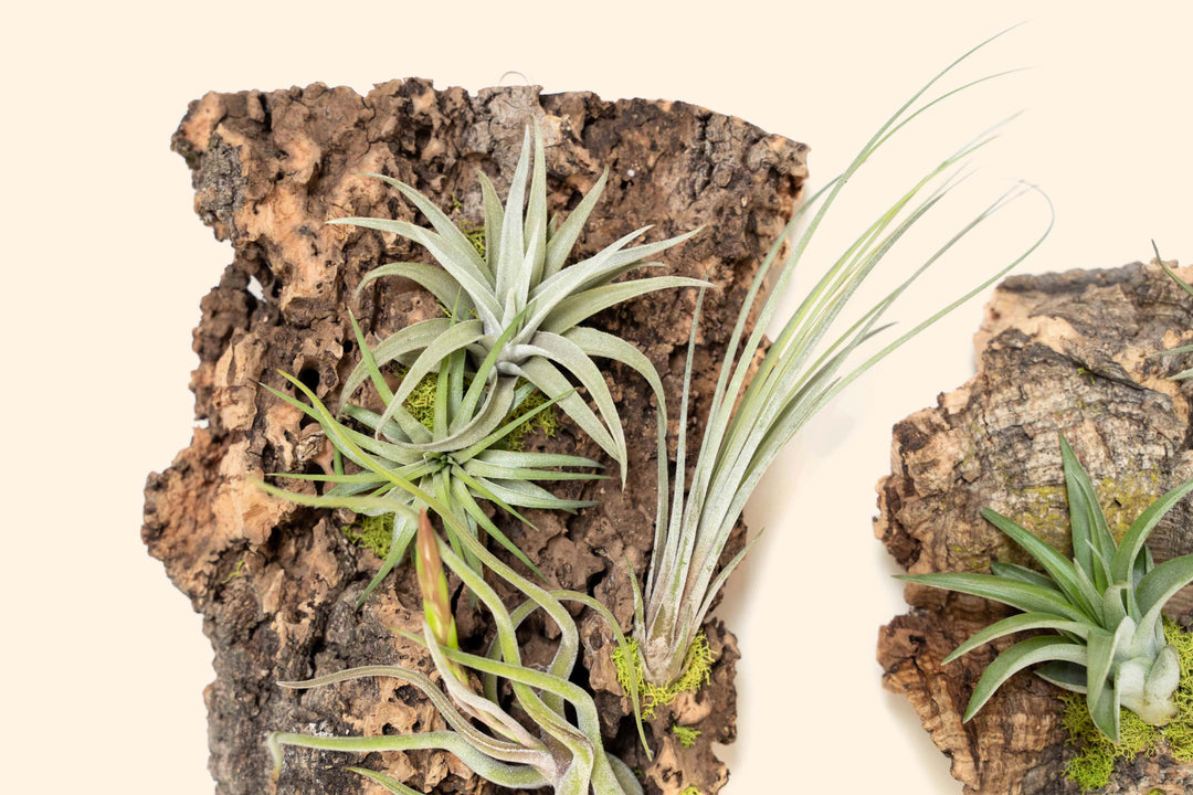 close up of tillandsia air plants on medium cork bark display