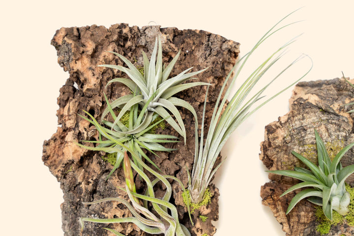 close up of tillandsia air plants on medium cork bark display