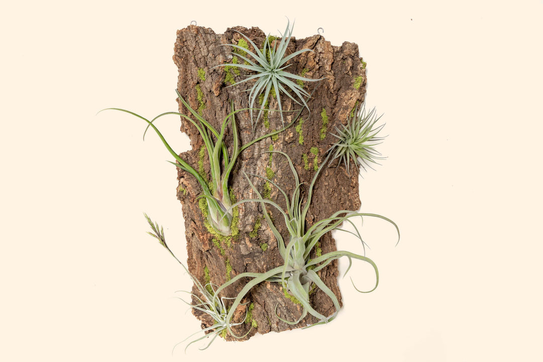 large cork bark display with assorted tillandsia air plants and reindeer moss accents