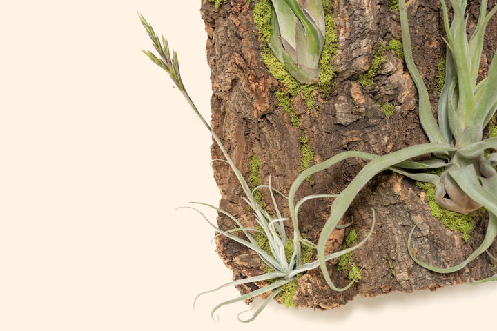 close up of blooming tillandsia air plant on large cork bark display