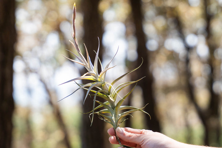 hand holding tillandsia albita air plant with bloom spike