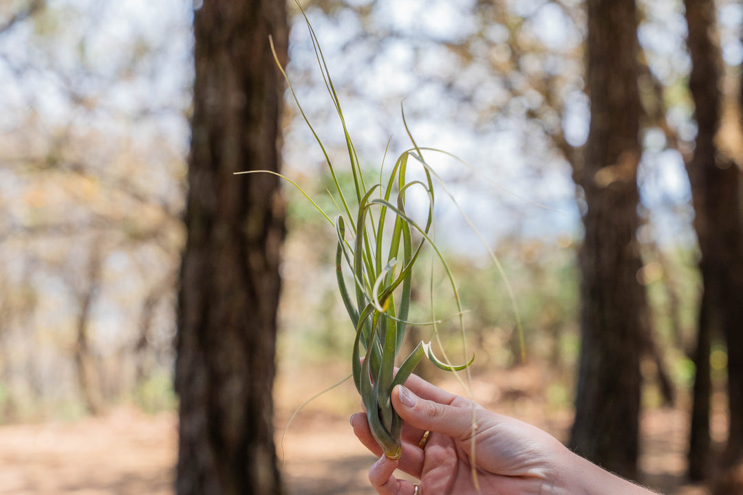 hand holding a large tillandsia balbisiana air plant