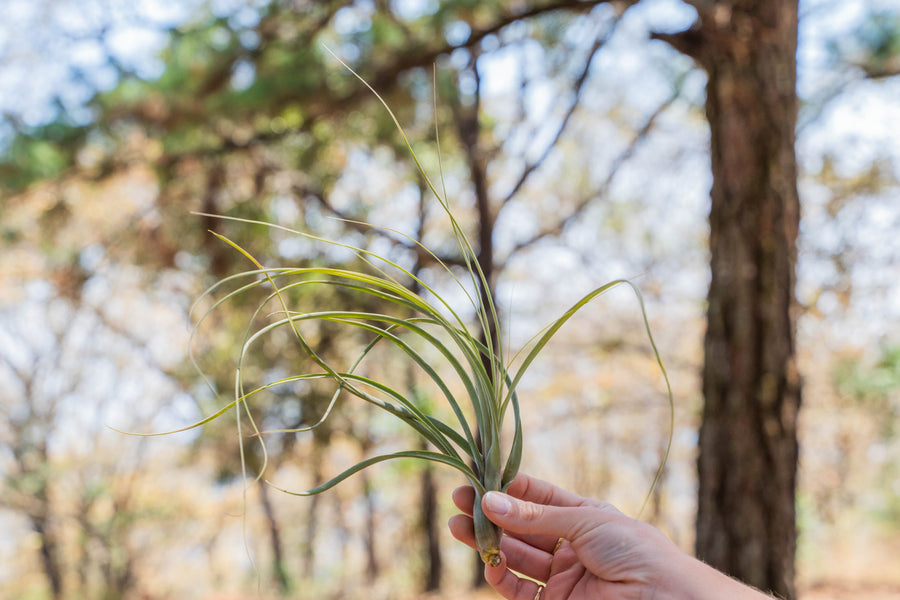 hand holding a tillandsia balbisiana air plant