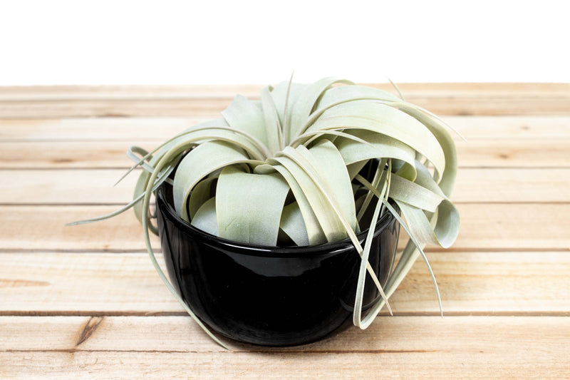 Black Glazed Terracotta Pot for Tillandsia Xerographica & Large Plant Assortments
