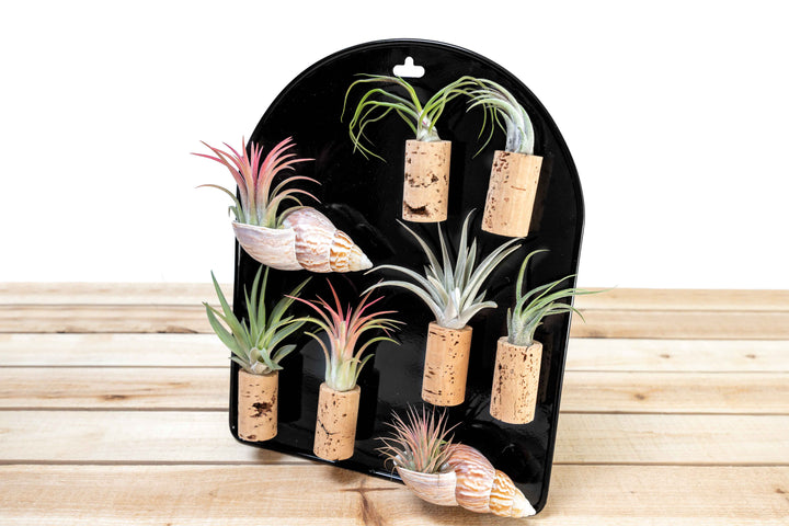 Black Magnetic Retail Display - Perfect for Tillandsia Air Plant Magnets