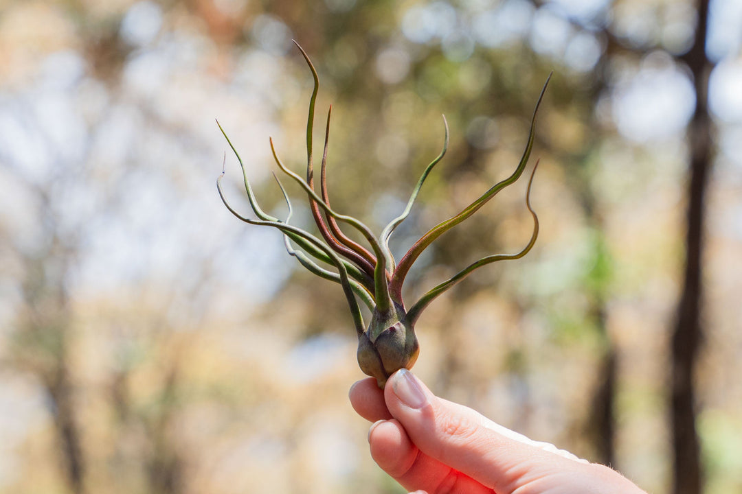 hand holding a blushing tillandsia bulbosa guatemala air plant