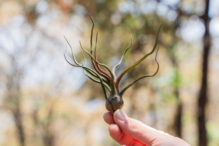 hand holding a blushing tillandsia bulbosa guatemala air plant