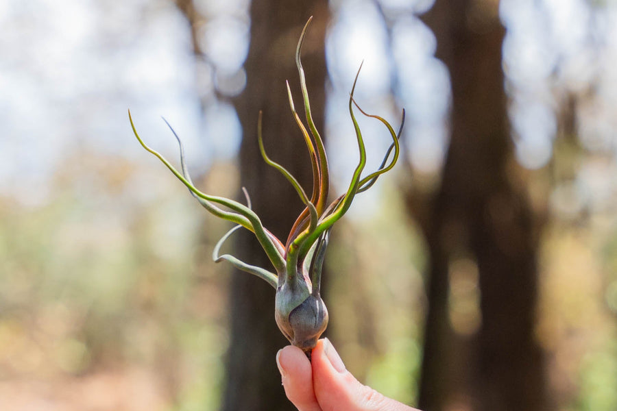 hand holding a tillandsia bulbosa guatemala air plant