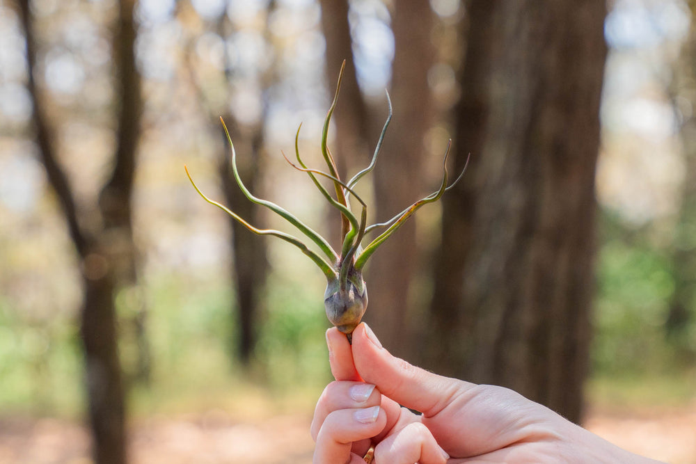 hand holding a tillandsia bulbosa guatemala air plant