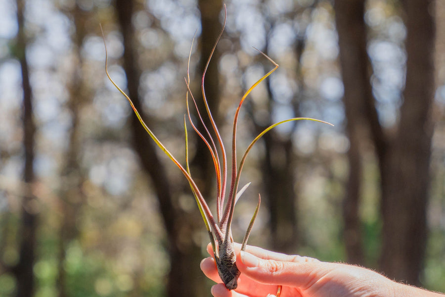 hand holding a blushing tillandsia butzii air plant