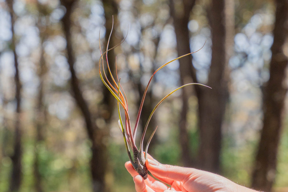 hand holding a blushing tillandsia butzii air plant