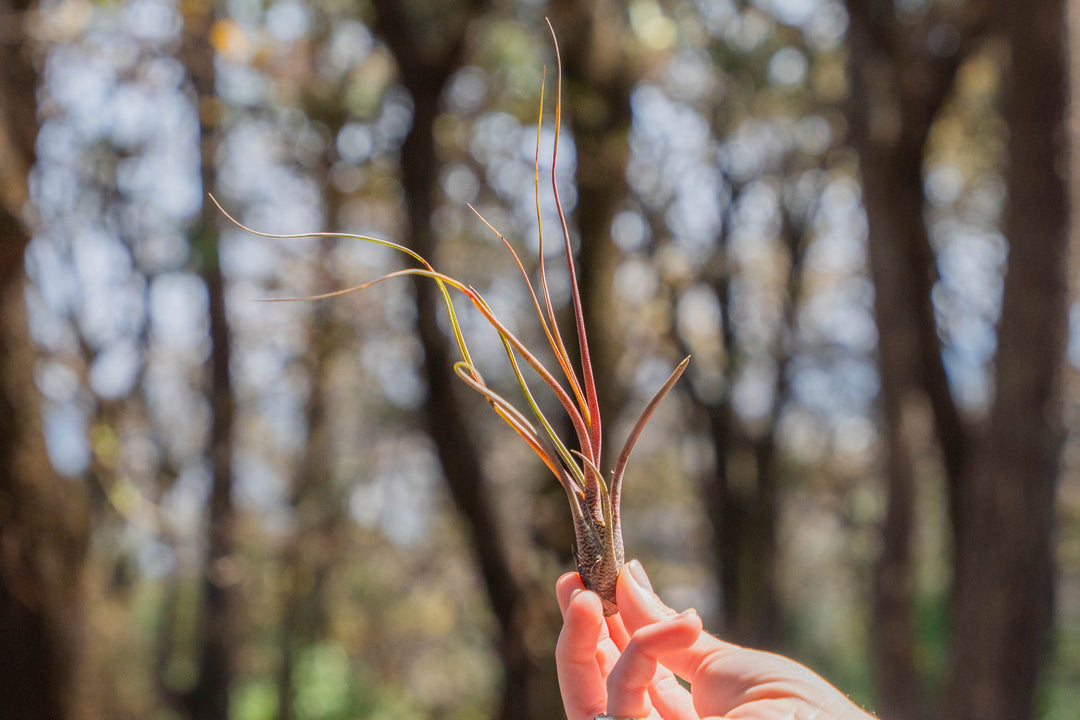 hand holding a blushing tillandsia butzii air plant