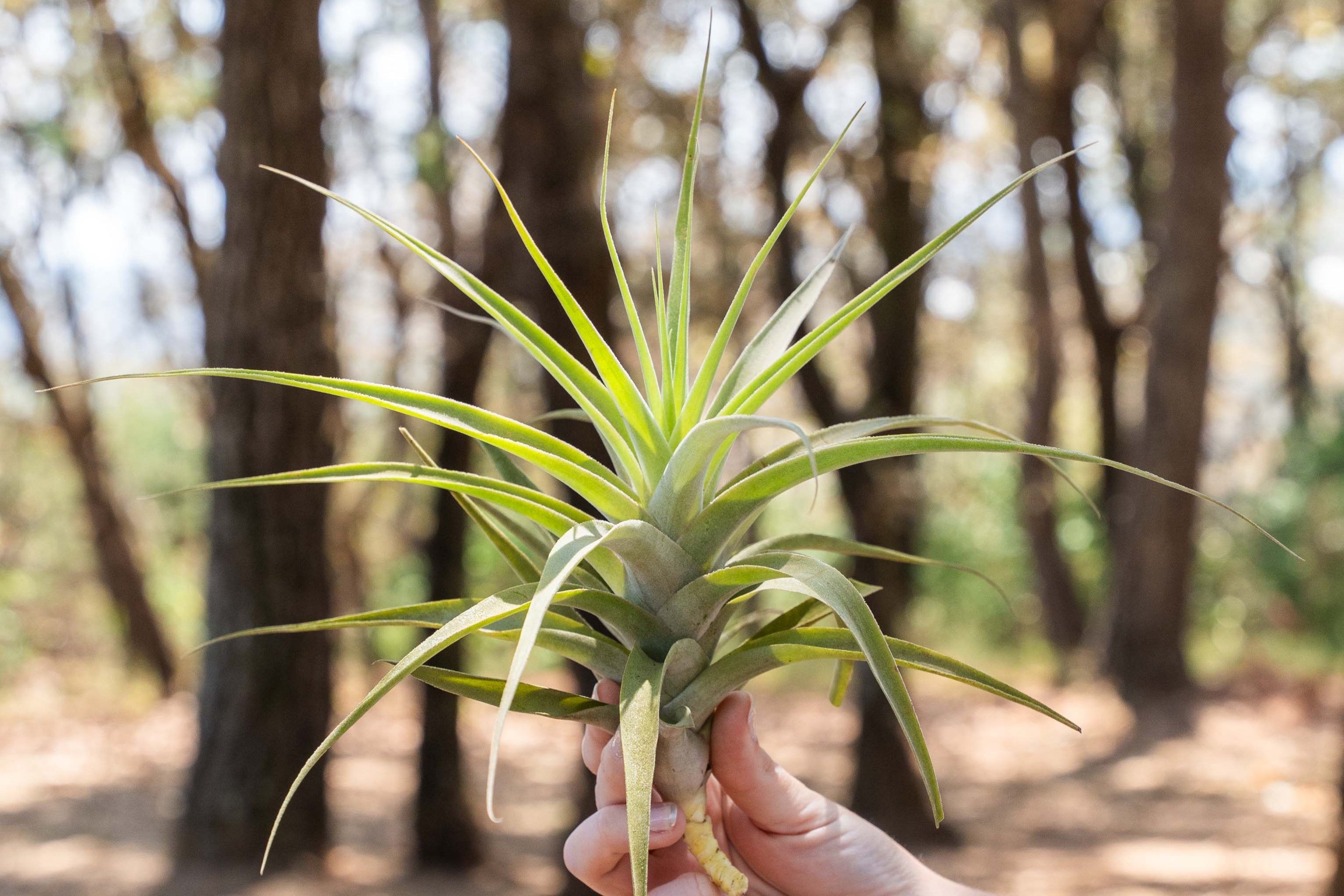 Tillandsia Cacticola Long Form Silver Air Plants – Air Plant Shop