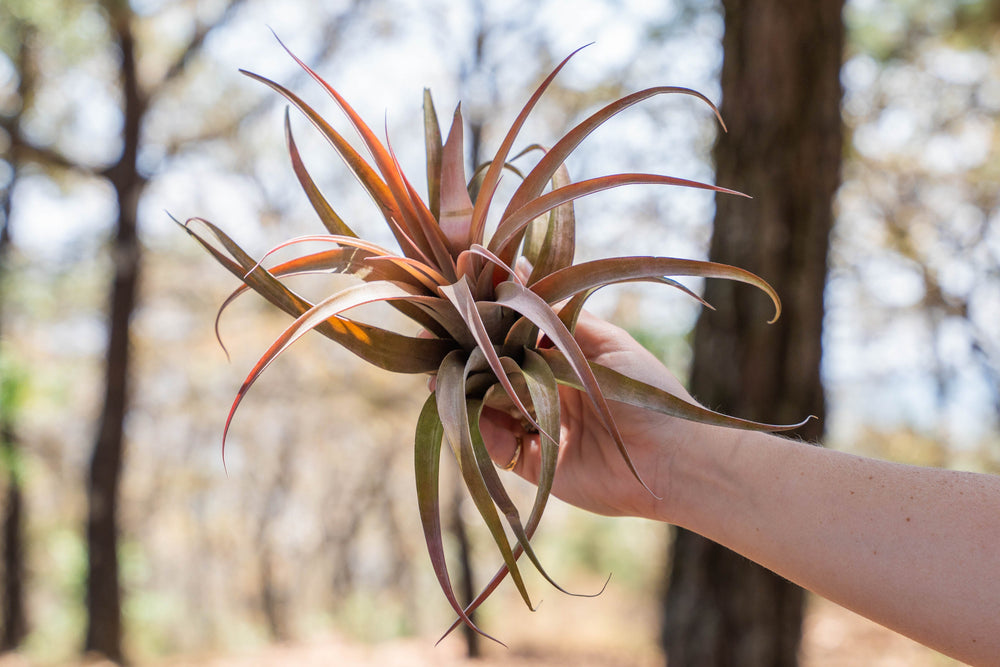 hand holding a large blushing tillandsia capitata peach air plant