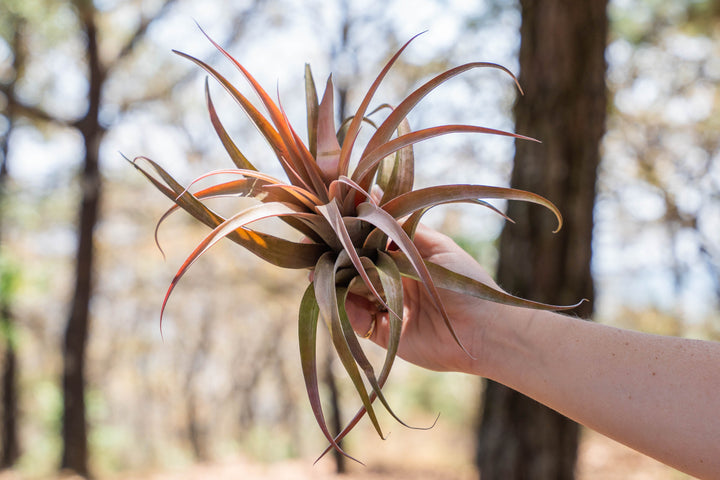 hand holding a large blushing tillandsia capitata peach air plant