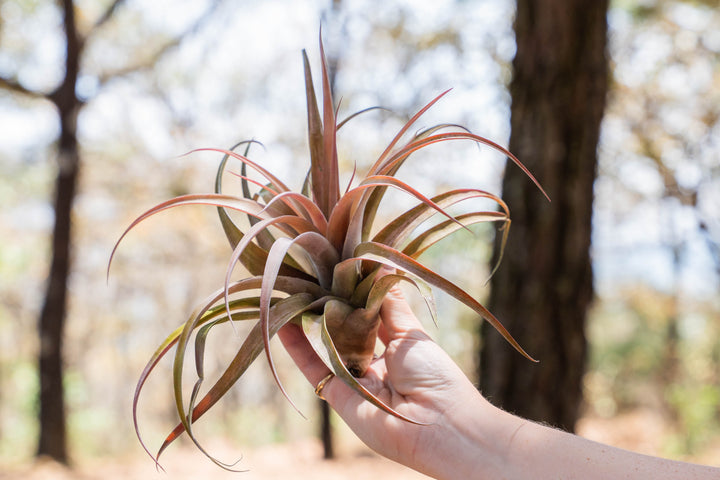 hand holding a large blushing tillandsia capitata peach air plant