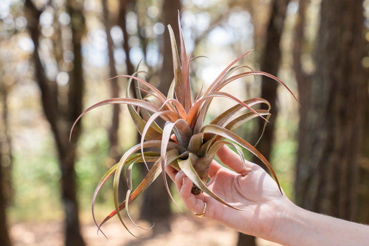 hand holding a large blushing tillandsia capitata peach air plant