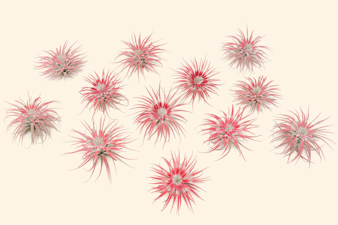 12 peppermint inspired red painted tillandsia tectorum air plants