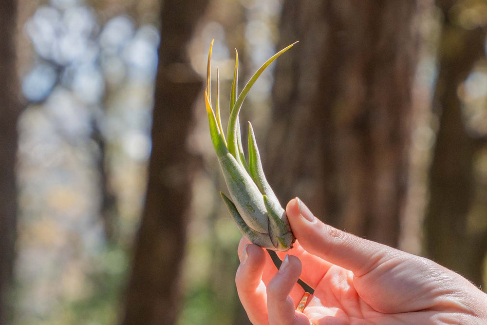 hand holding a tillandsia circinata air plant