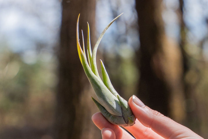 hand holding a tillandsia circinata air plant