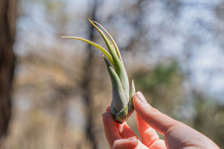 hand holding a tillandsia circinata air plant
