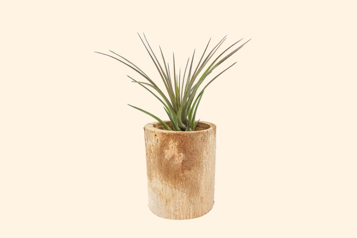 Small Driftwood Container with Custom Tillandsia Air Plant
