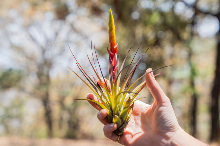 hand holding a blushing and blooming tillandsia fasciculata air plant