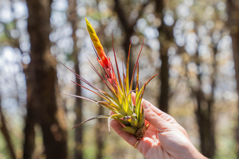 hand holding a blushing tillandsia fasciculata air plant with large blooms spike