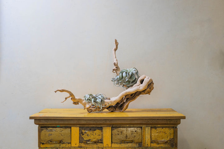 large mutli-branch grapewood with two large tillandsia xerographica air plants