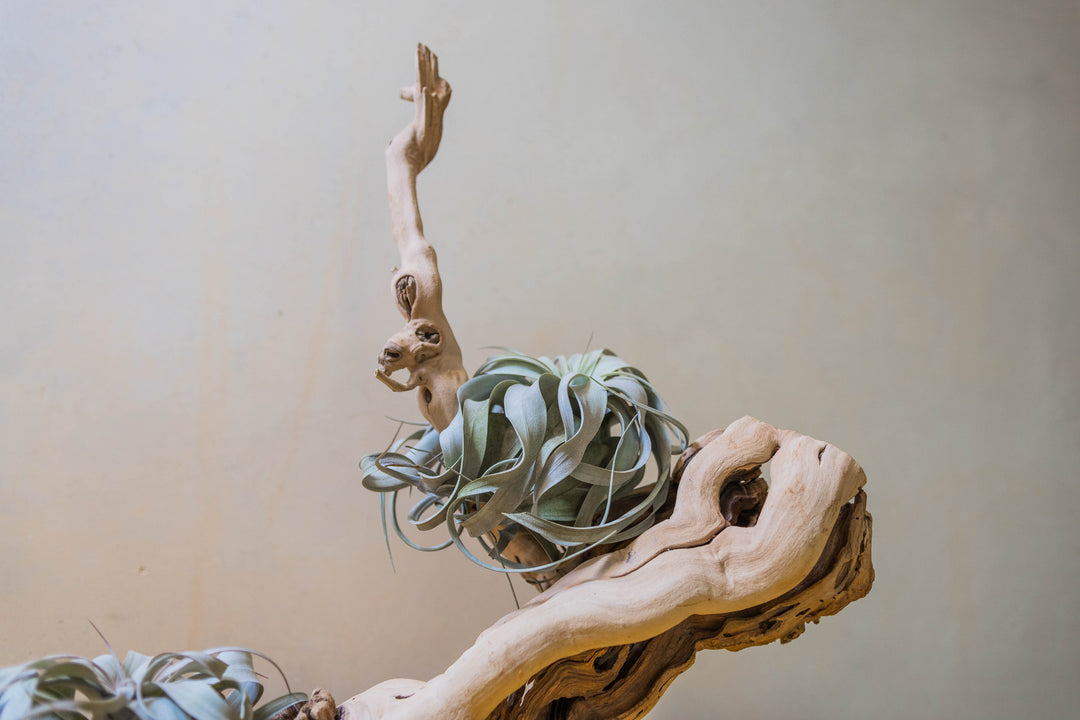 close up of tillandsia xerographica air plant mounted on grapevine wood