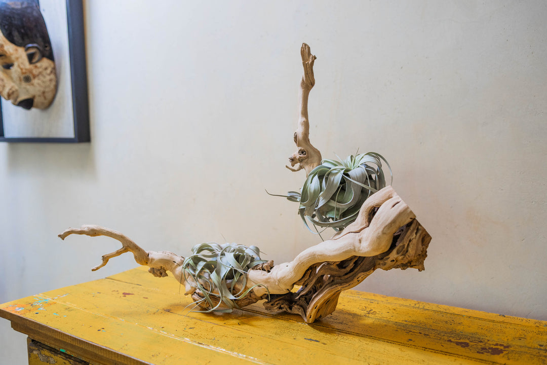large mutli-branch grapewood with two large tillandsia xerographica air plants