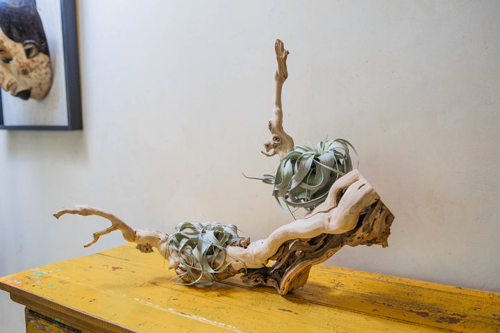 large mutli-branch grapewood with two large tillandsia xerographica air plants