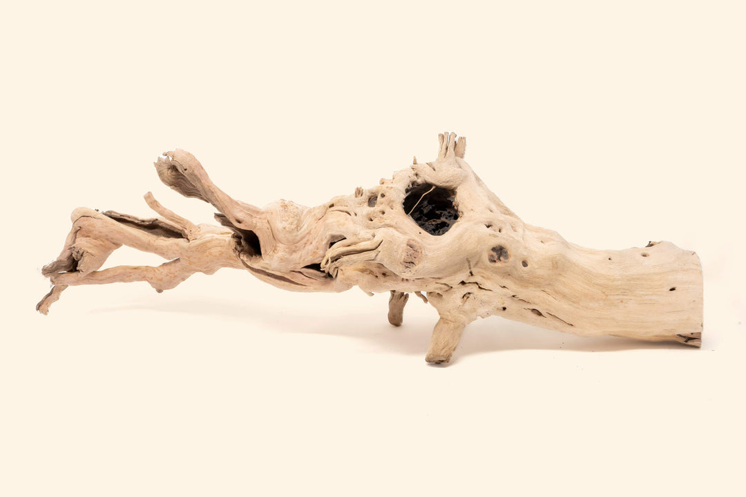 large multi-branch grapewood