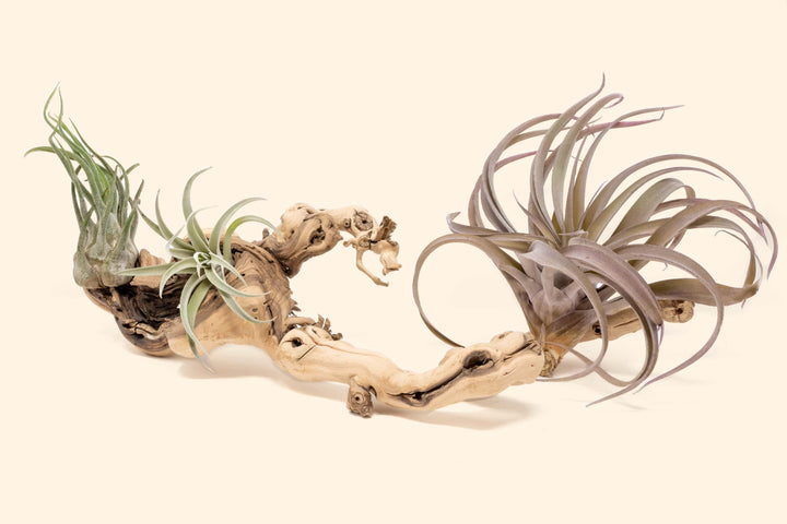 medium multi-branch grapewood display with tillandsia capitata peach, seleriana and harrisii air plants