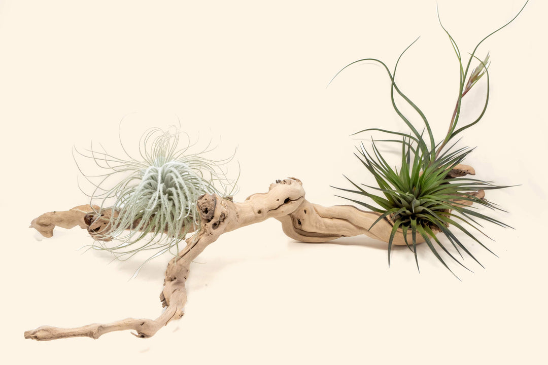medium multi-branch grapewood display with tillandsia tectorum, baileyi, nd fasciculata air plants